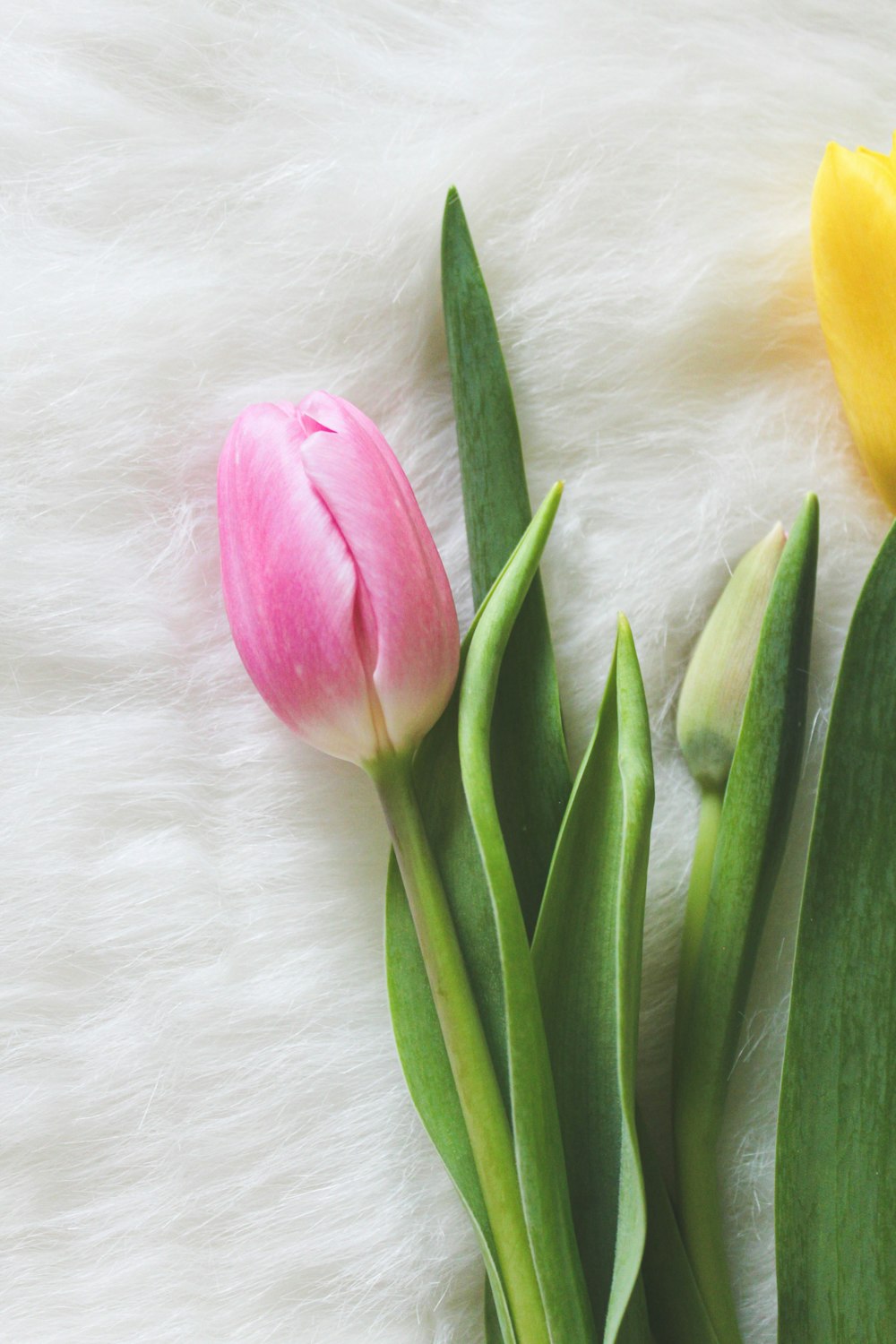 dos tulipanes y un tulipán amarillo sobre fondo blanco