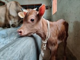 A calf with a light brown coat is leaning against a concrete barrier. It has a rope tied around its neck and its expressive eyes are looking forward. In the background, there is another adult cow with visible horns in a barn-like setting.