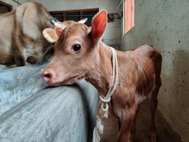 A calf with a light brown coat is leaning against a concrete barrier. It has a rope tied around its neck and its expressive eyes are looking forward. In the background, there is another adult cow with visible horns in a barn-like setting.