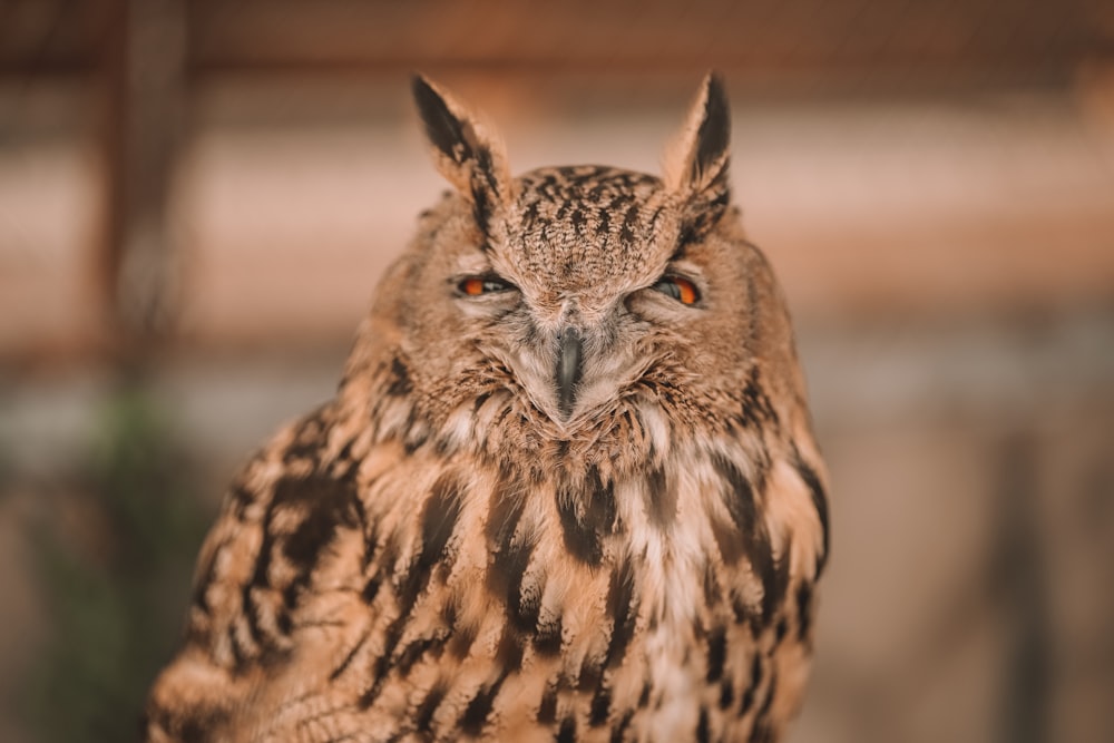 a close up of an owl with orange eyes