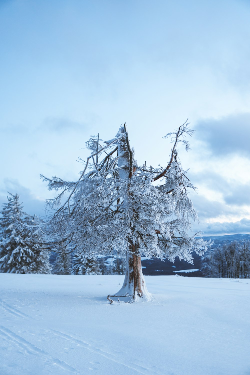 a lone tree in the middle of a snowy field