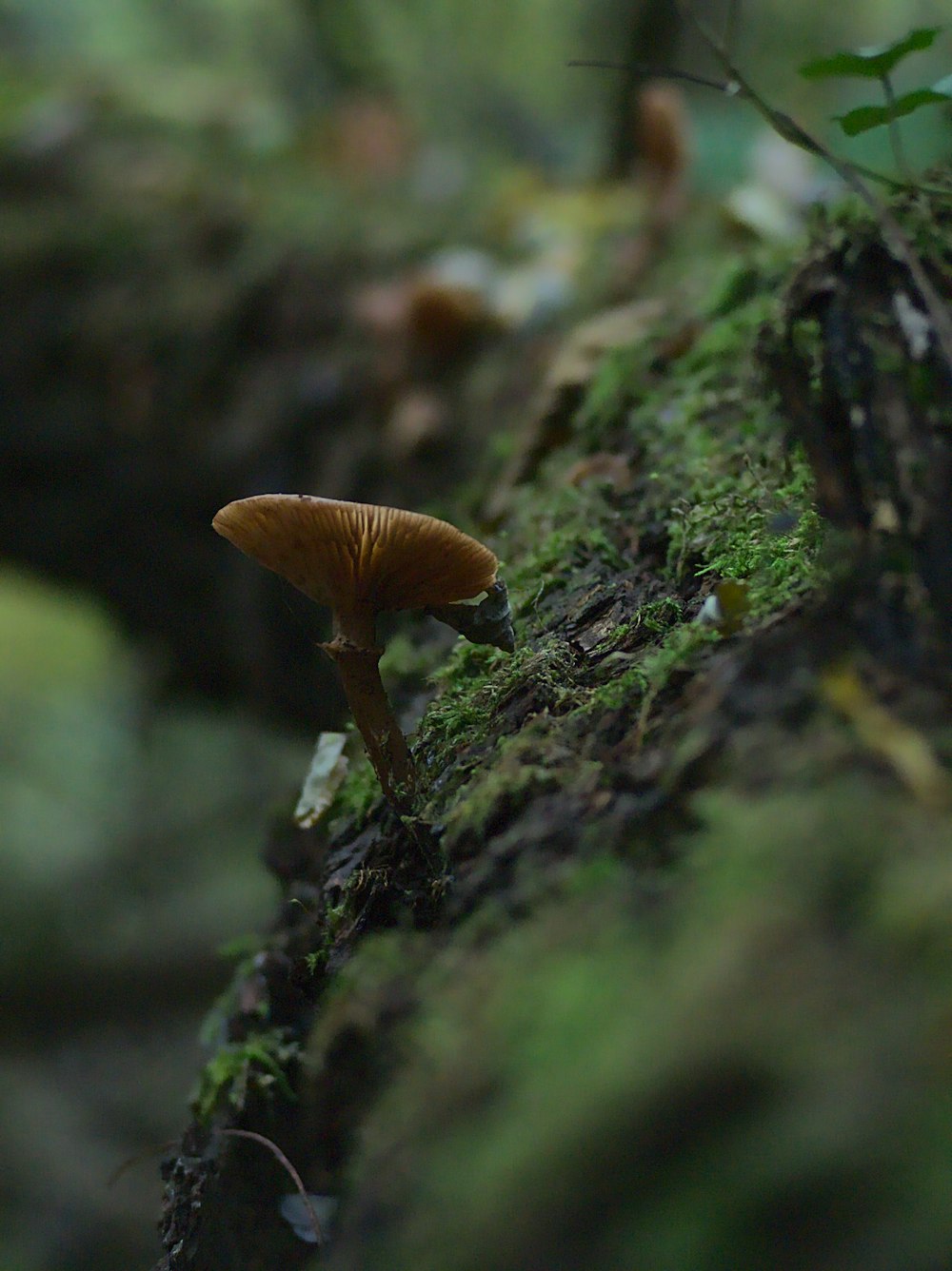 Un primo piano di un fungo su un albero