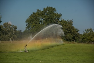 A large, open green field with a sprinkler system is actively watering the area, creating a visible arc of water. A faint rainbow effect is visible where the sunlight intersects with the water spray. In the background, dense clusters of tall, leafy trees border the field under a clear blue sky.