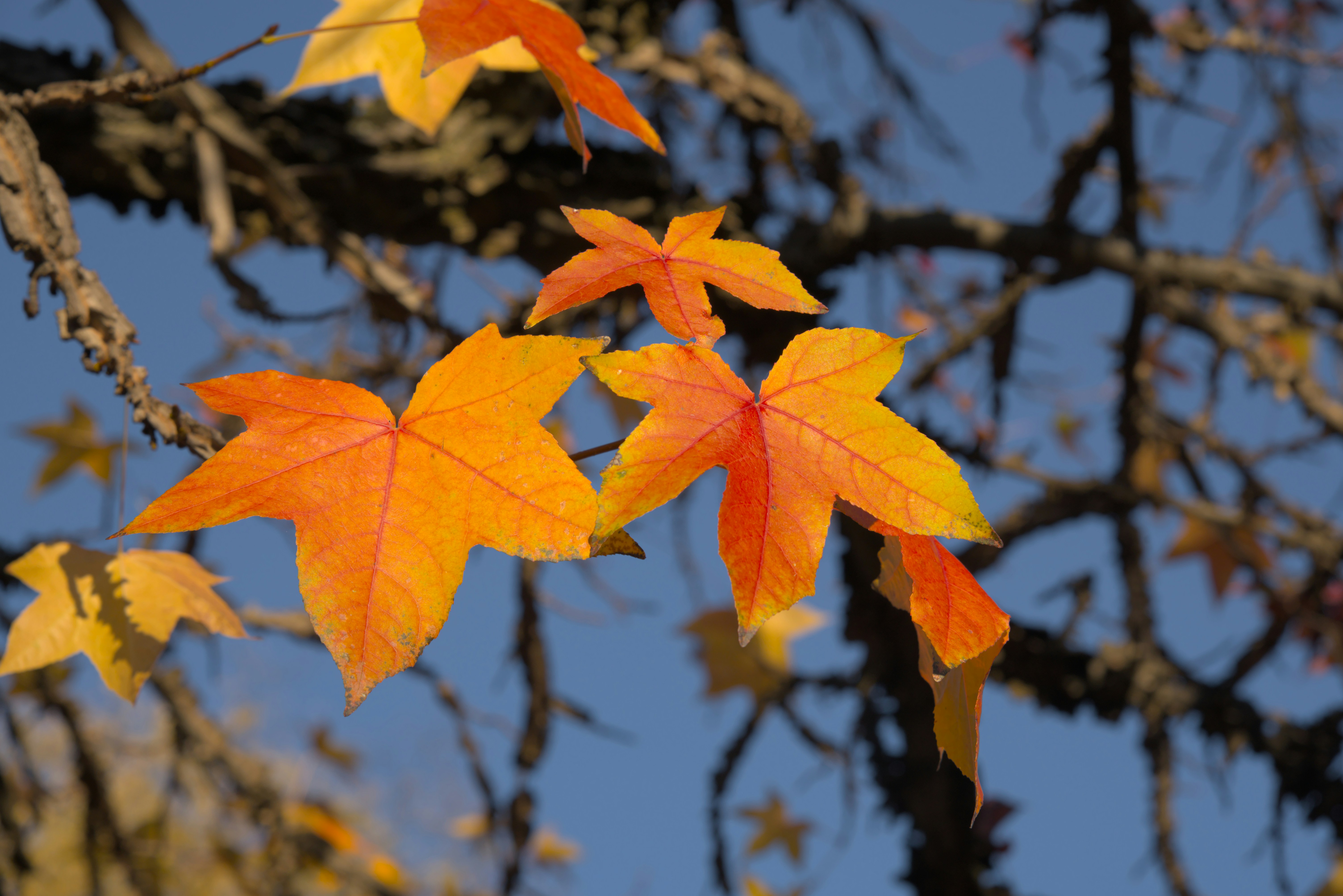um pássaro sentado em um galho de árvore