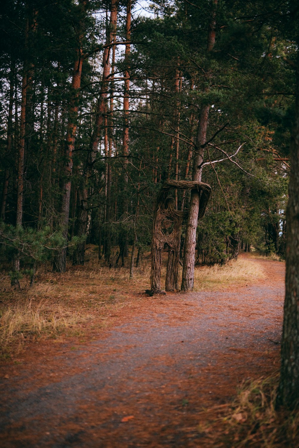 a dirt path in a forest