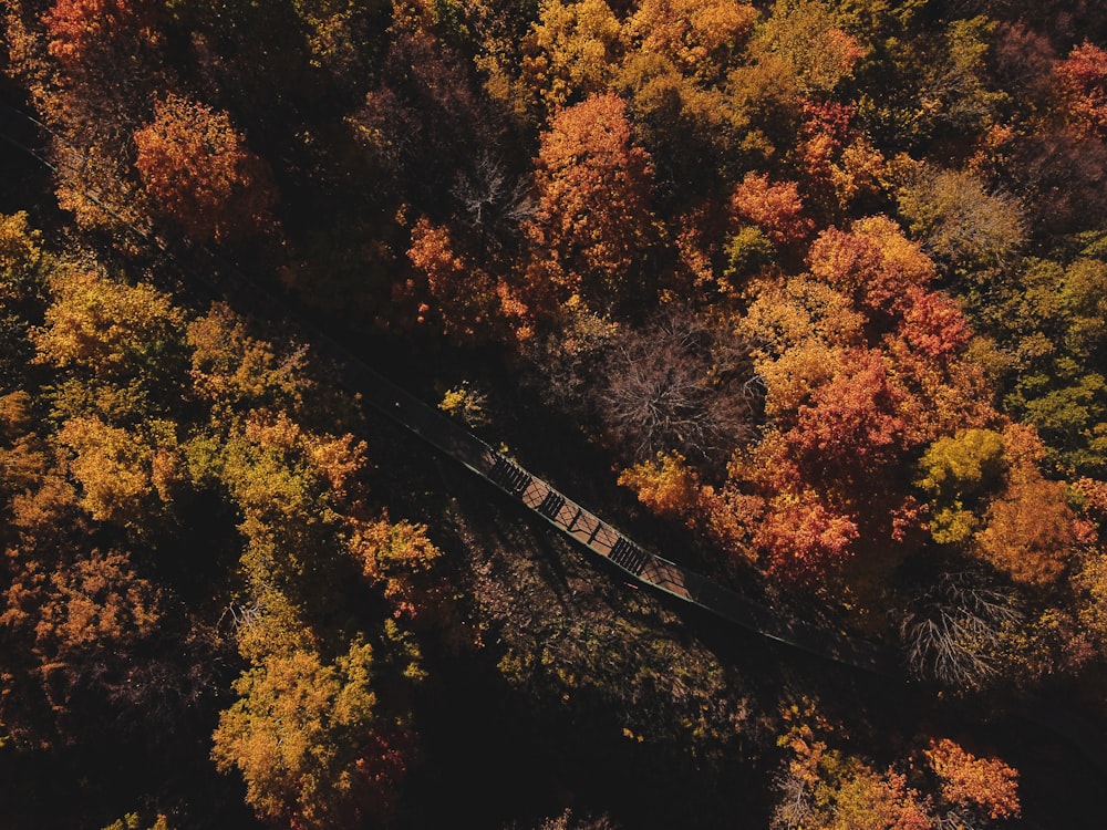 a train traveling through a forest filled with lots of trees