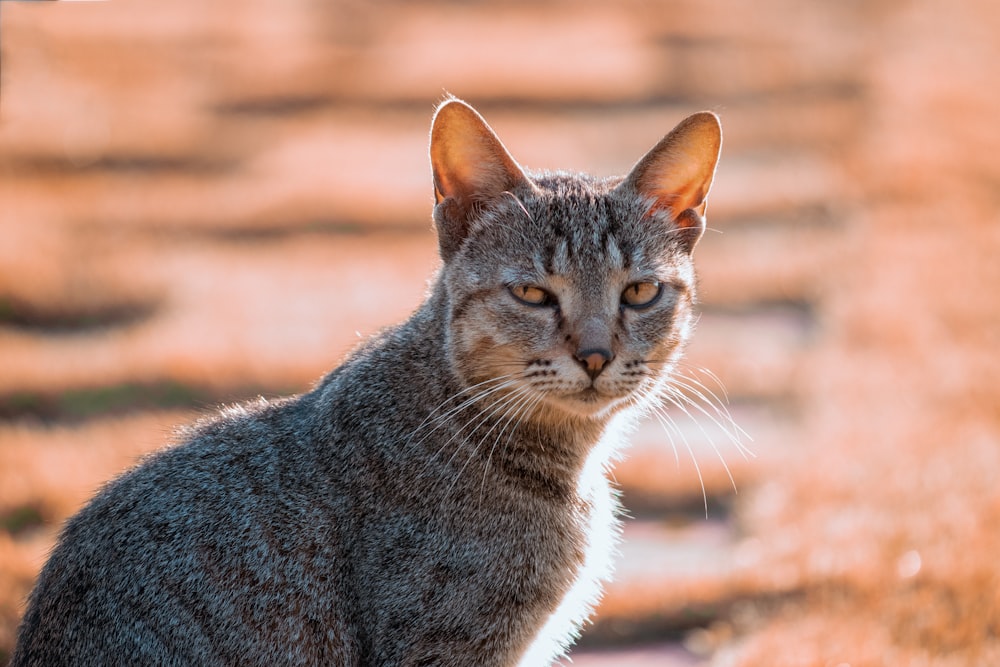 um gato sentado em um campo olhando para a câmera