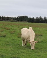 A white cow is grazing in a lush, green field. The landscape is open, with a backdrop of dense trees and a cloudy sky. The setting appears tranquil and natural.