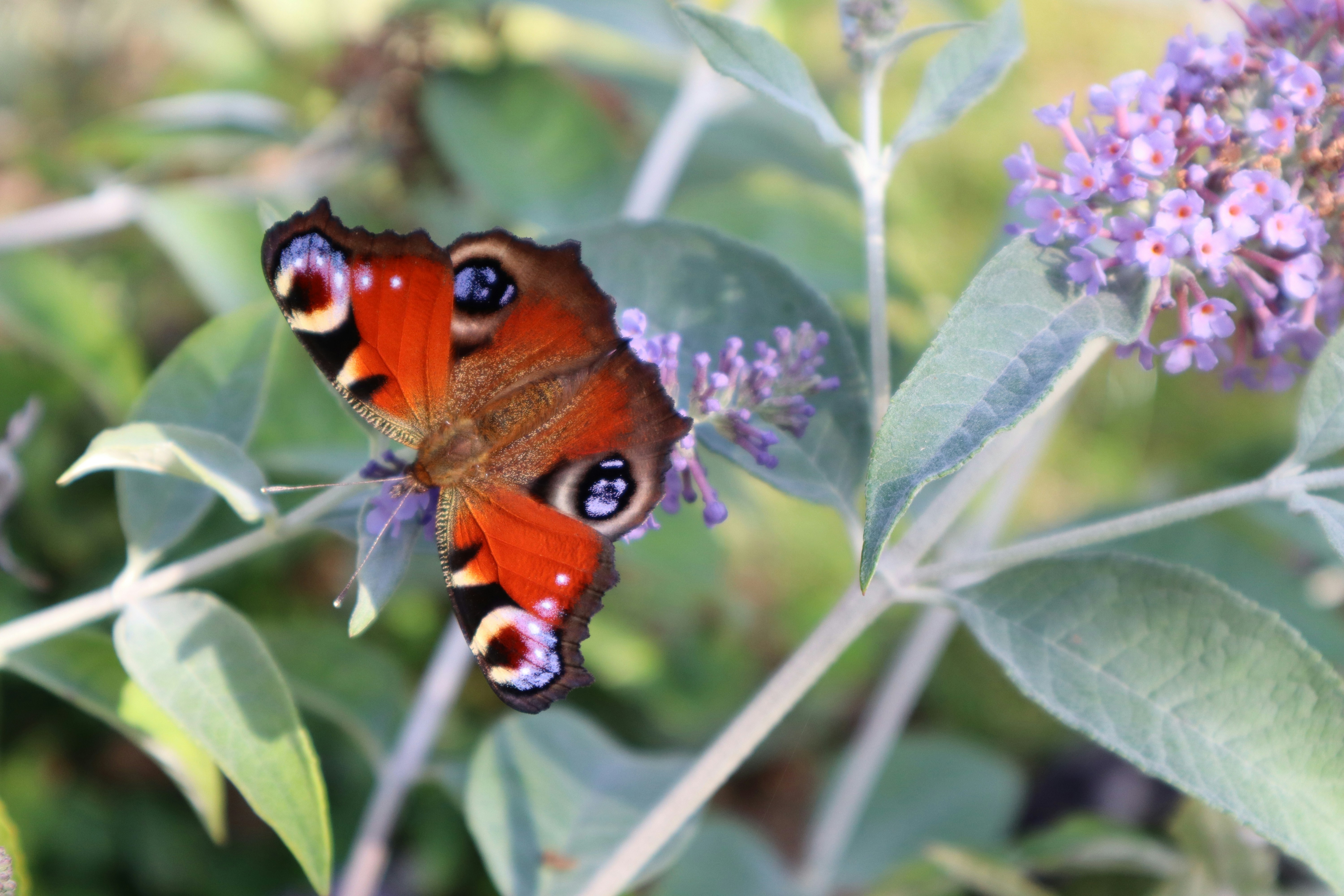Photo by missie10