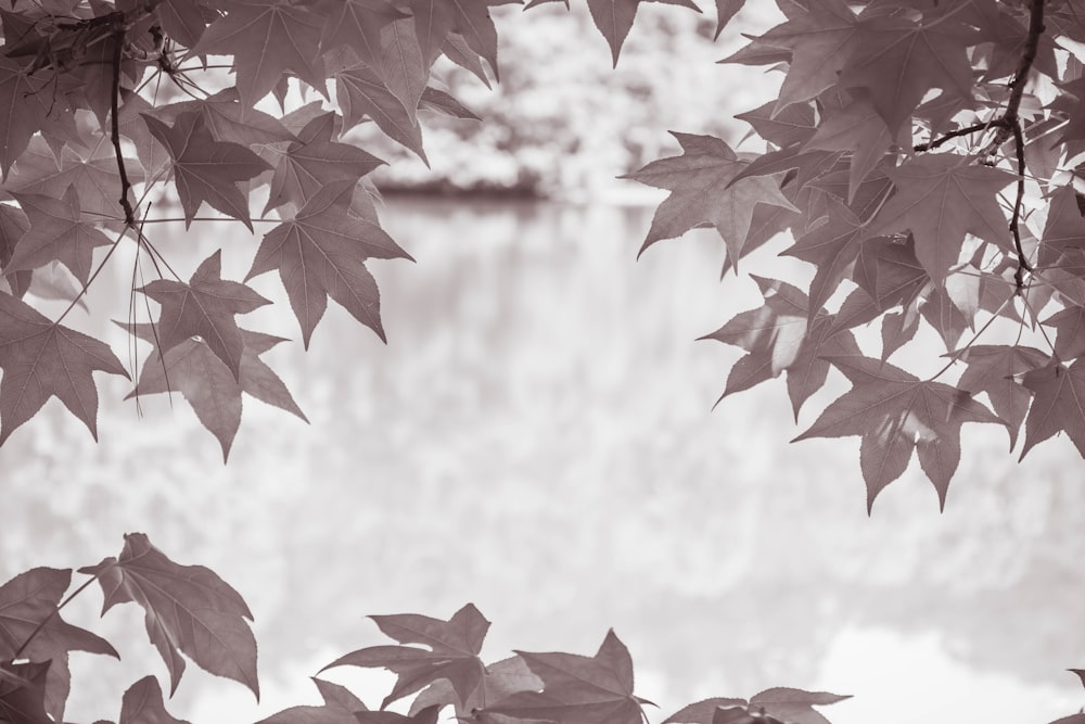 Una foto in bianco e nero di un albero frondoso