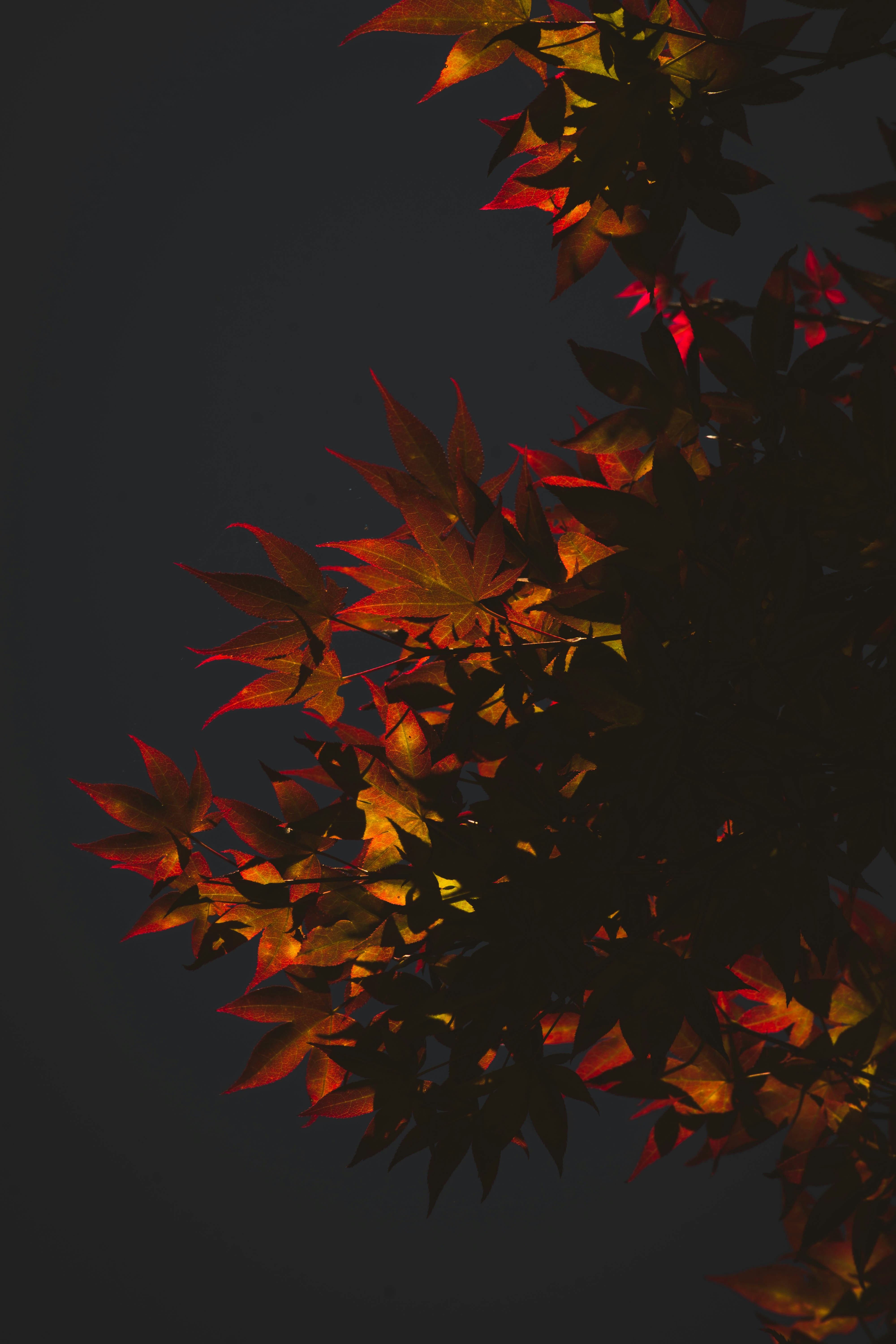 Photo by lucasgwendt