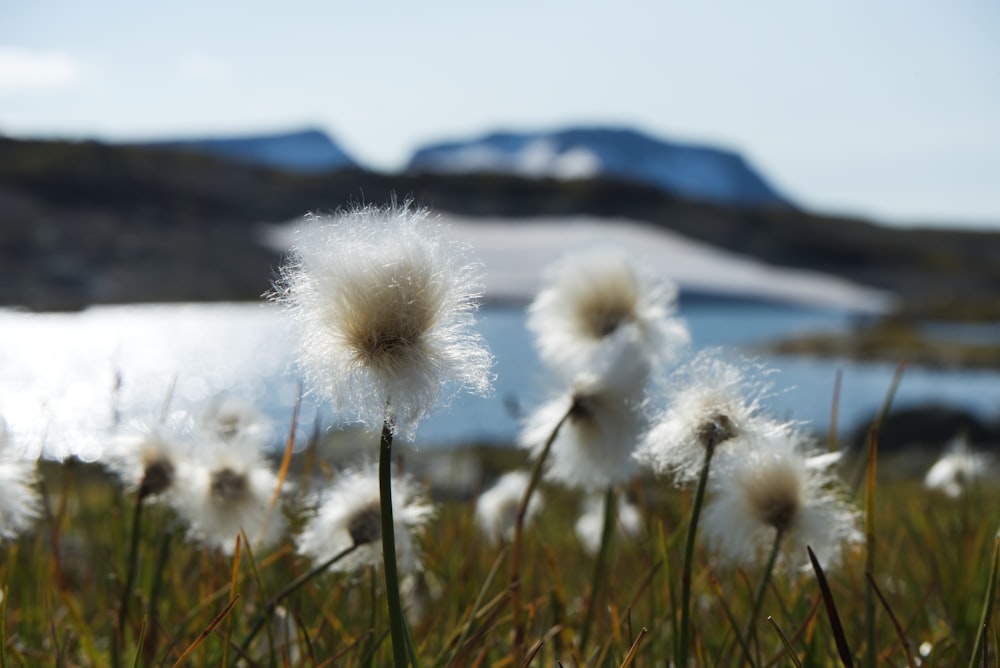 a bunch of dandelions that are in the grass