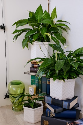 a stack of books sitting on top of a table next to a potted plant