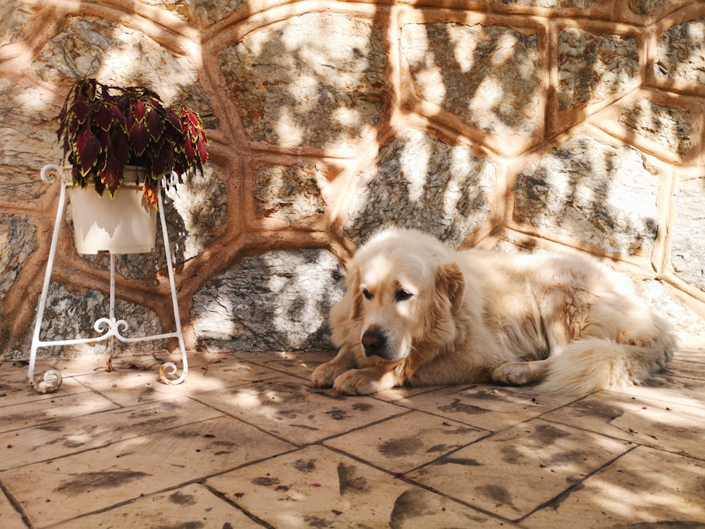 a dog laying on the ground next to a stone wall