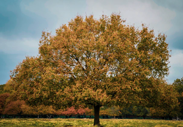 A weathered tree standing tall in a field, its leaves shifting colors from green to gold.