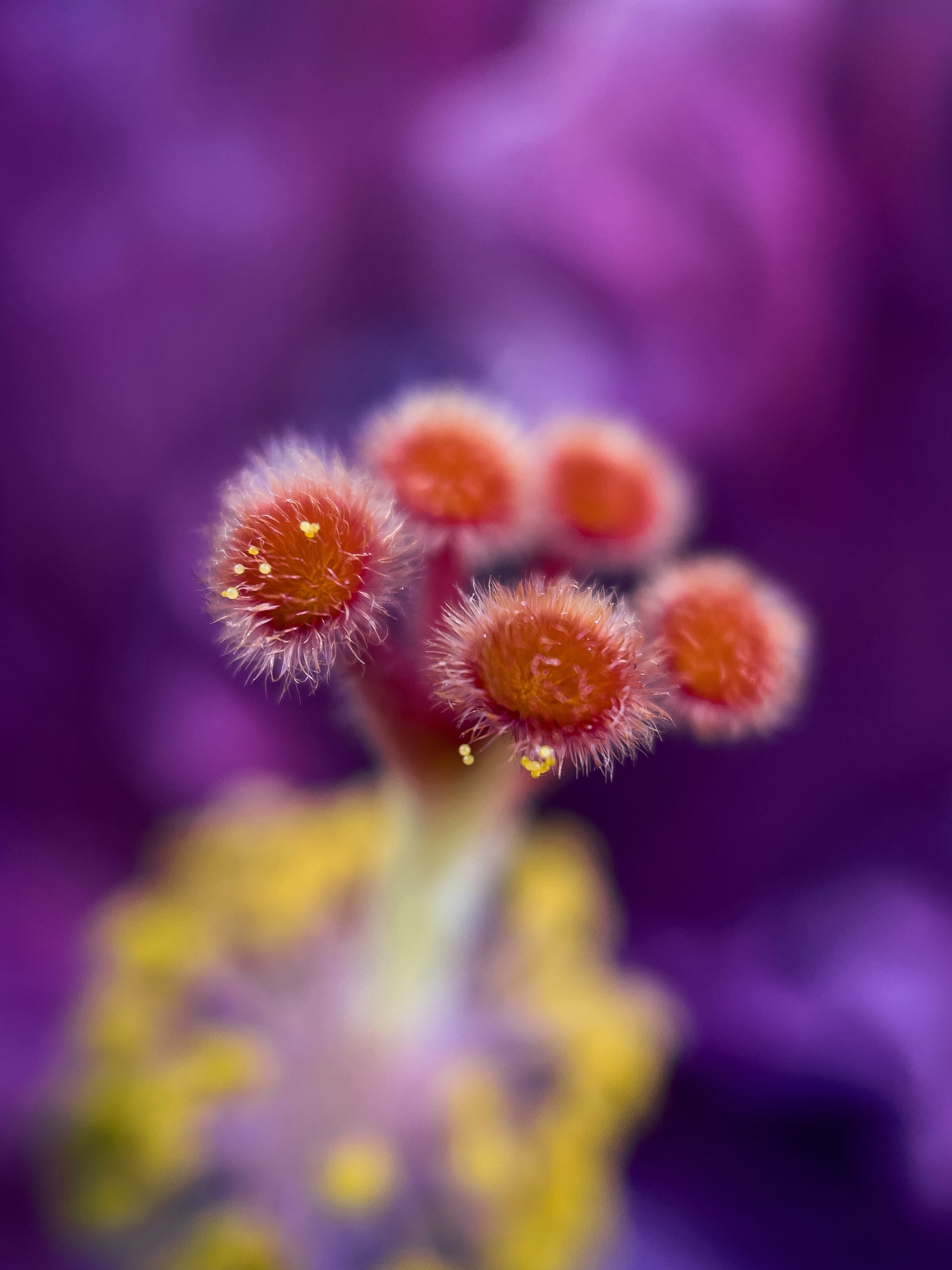 a close up of a flower with a blurry background