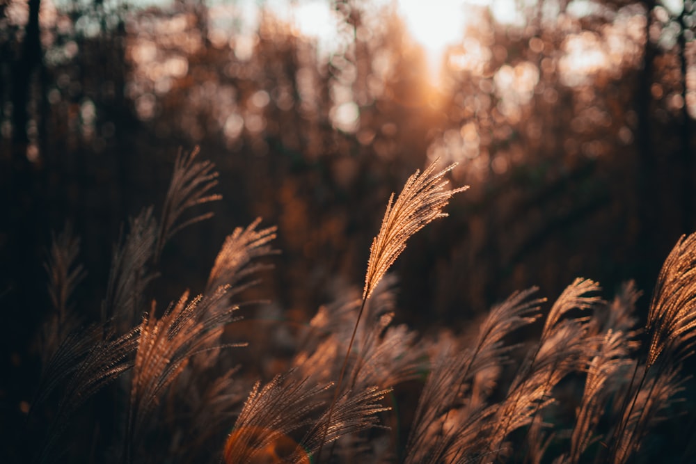 a field of tall grass with the sun in the background