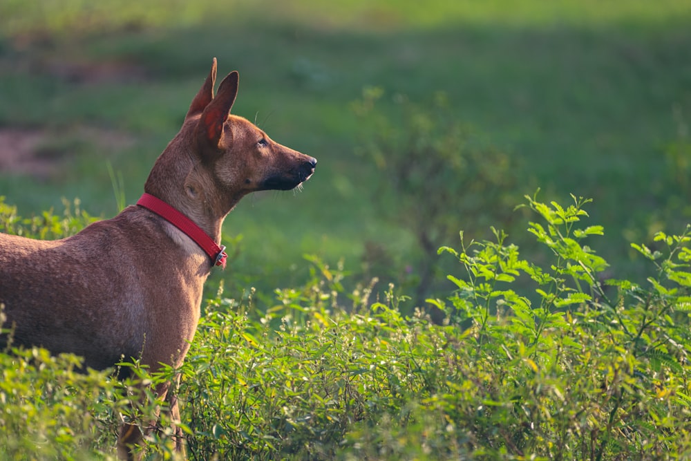 a brown dog with a red collar standing in a field