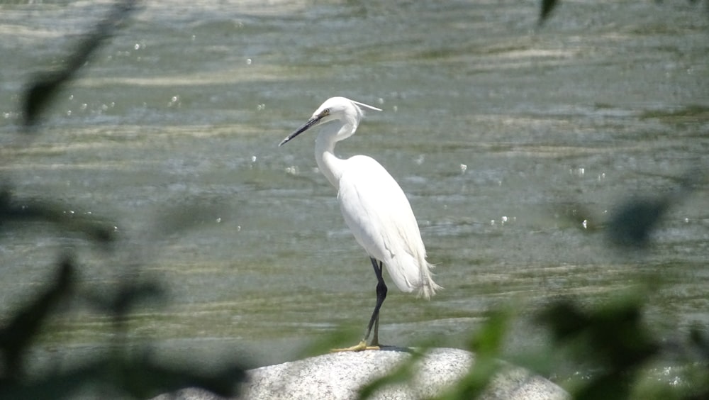 a white bird standing on a rock in the water