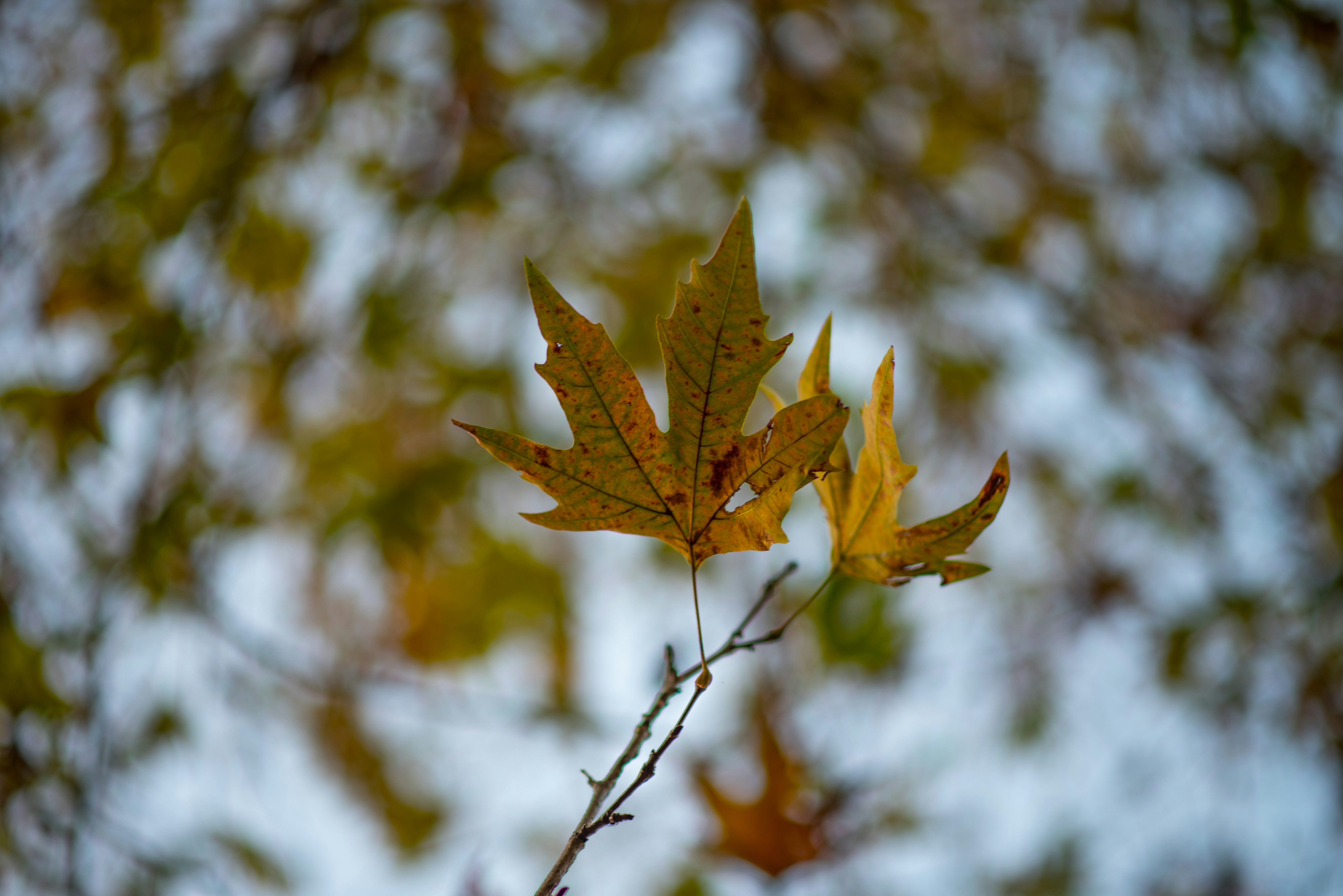 Photo by urban_voids