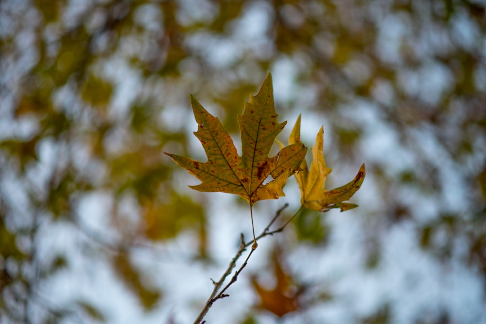 a single leaf on a twig in front of some trees