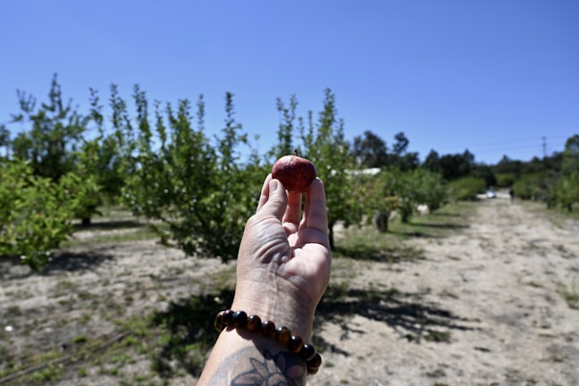 A hand is holding a small red fruit against the backdrop of an orchard with rows of trees, under a clear blue sky. The hand has a tattoo on the wrist and is wearing a beaded bracelet.