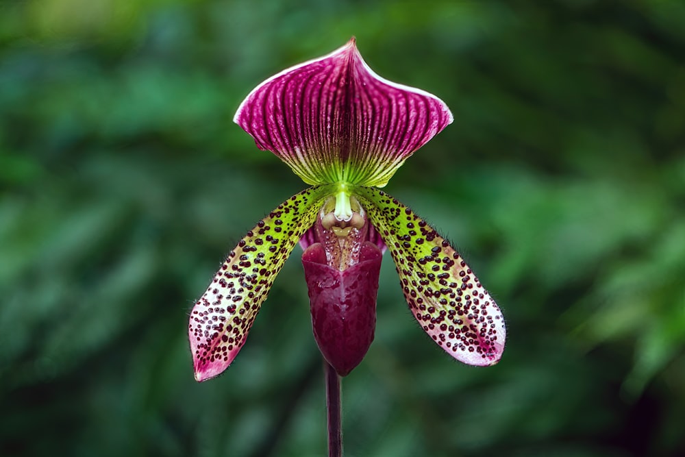 a close up of a flower with a blurry background