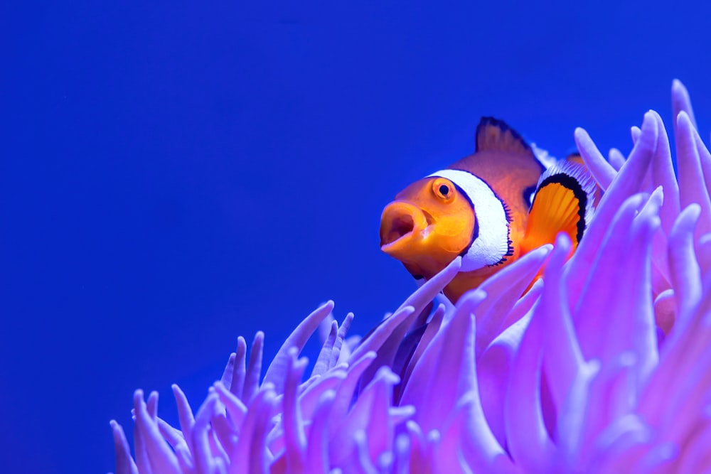 a clown fish is peeking out of a purple sea anemone