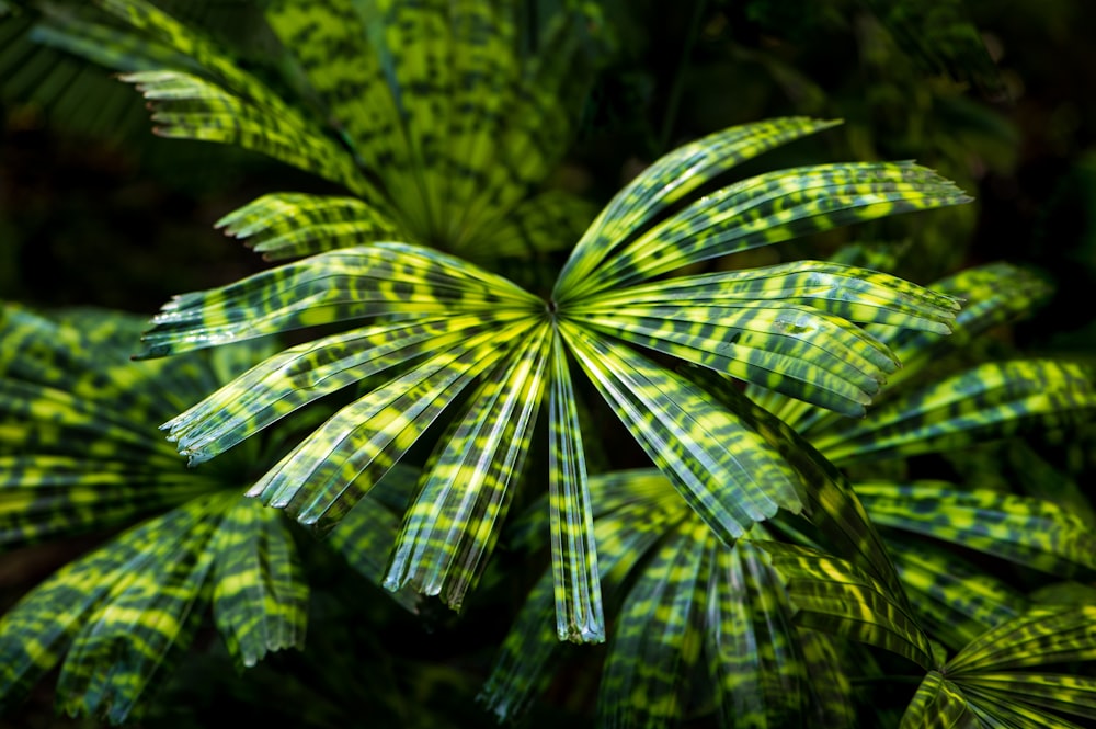 um close up de uma planta verde com muitas folhas