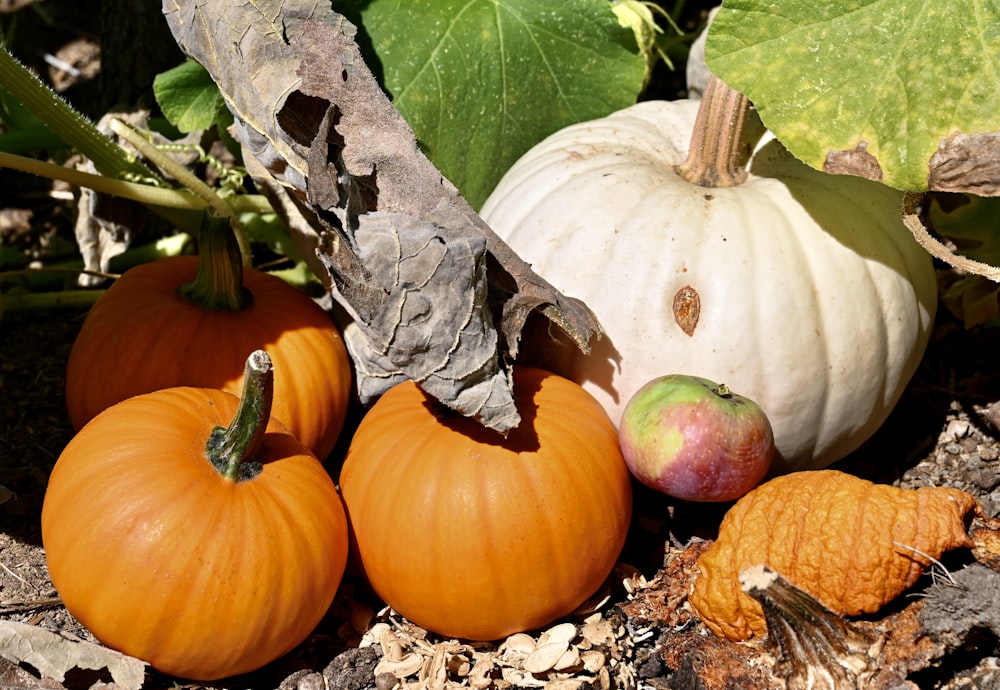 a group of pumpkins sitting on the ground