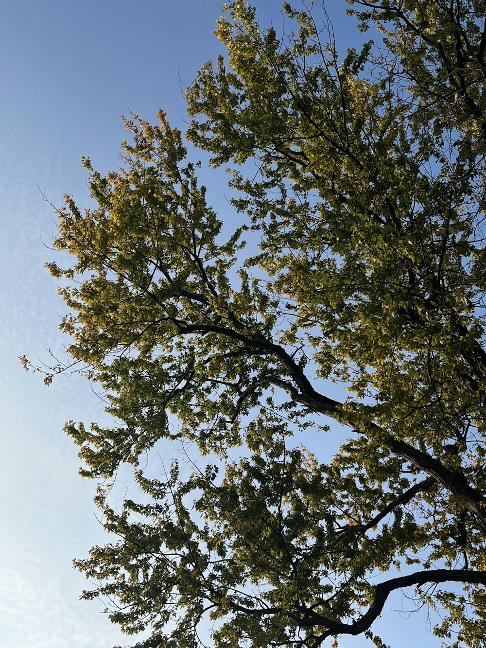 Un albero con foglie verdi e un cielo blu sullo sfondo