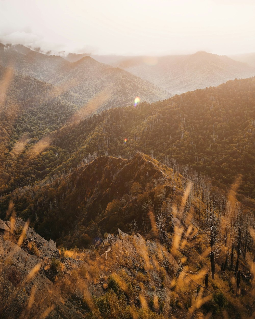 a view of a mountain range with trees in the foreground