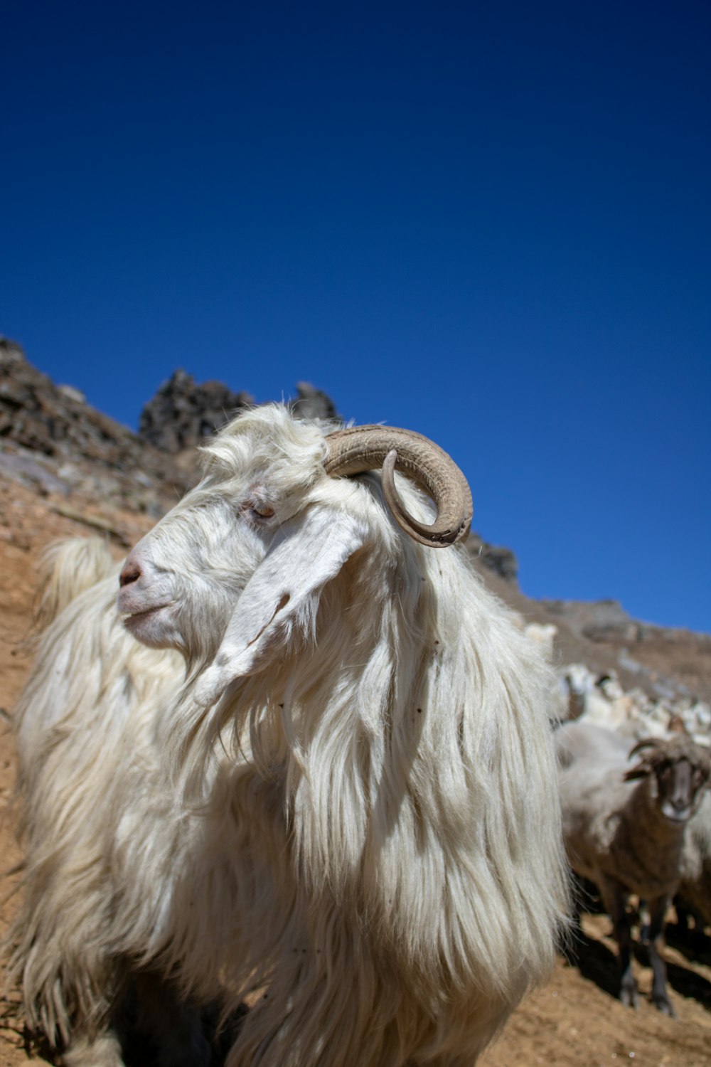 a white goat with a long horn standing in a rocky area