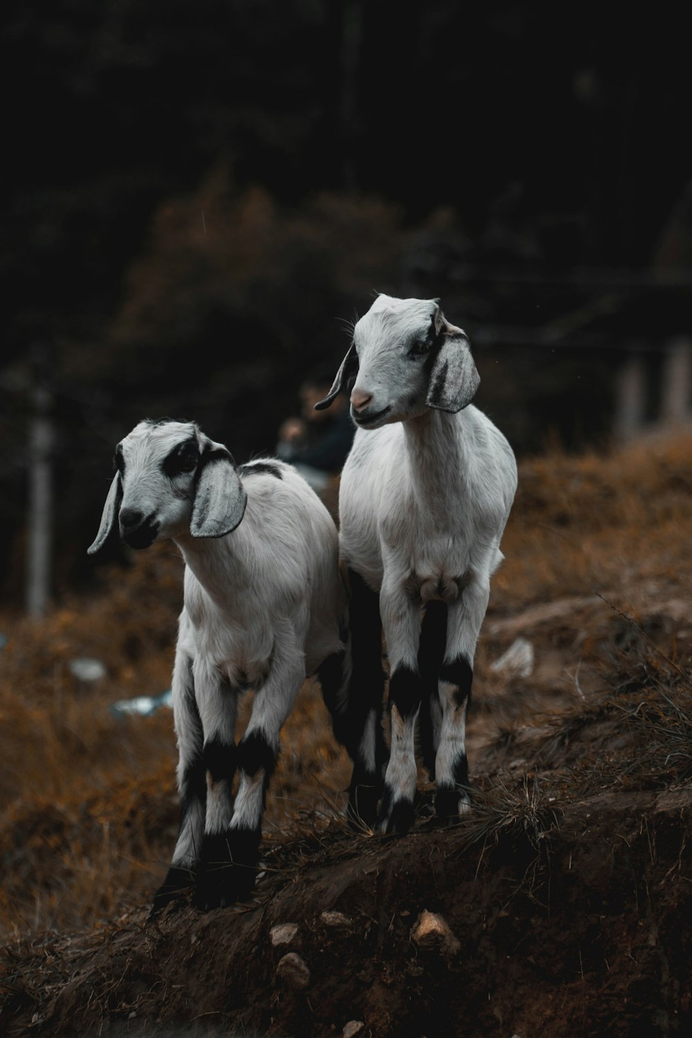 丘の上に立っているヤギのカップル