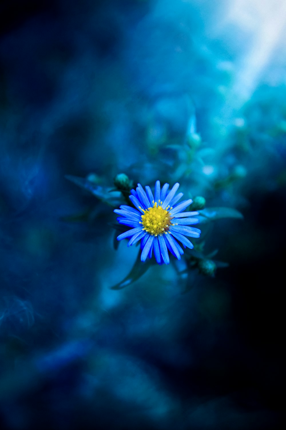 Una pequeña flor azul con un centro amarillo