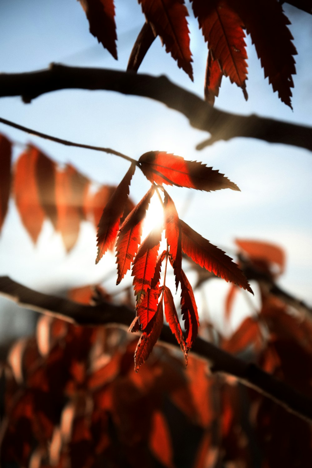 a tree branch with red leaves in the sunlight