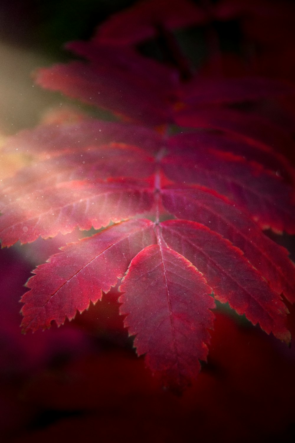 a close up of a red leaf on a tree