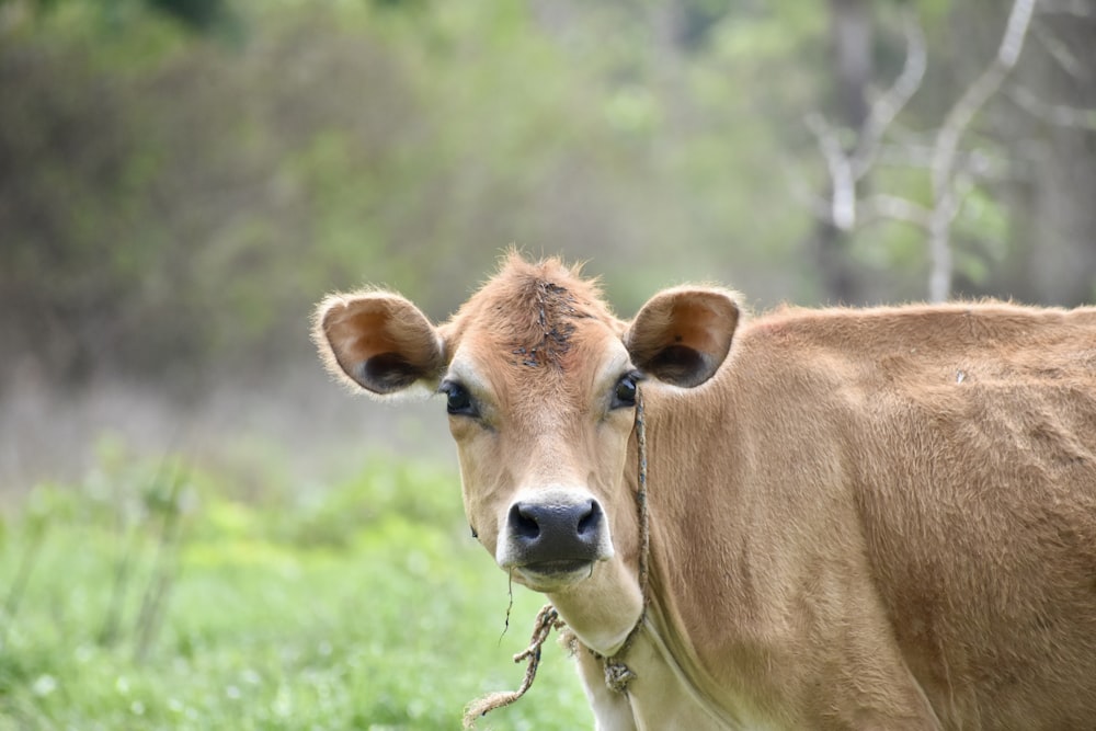 a brown cow standing on top of a lush green field