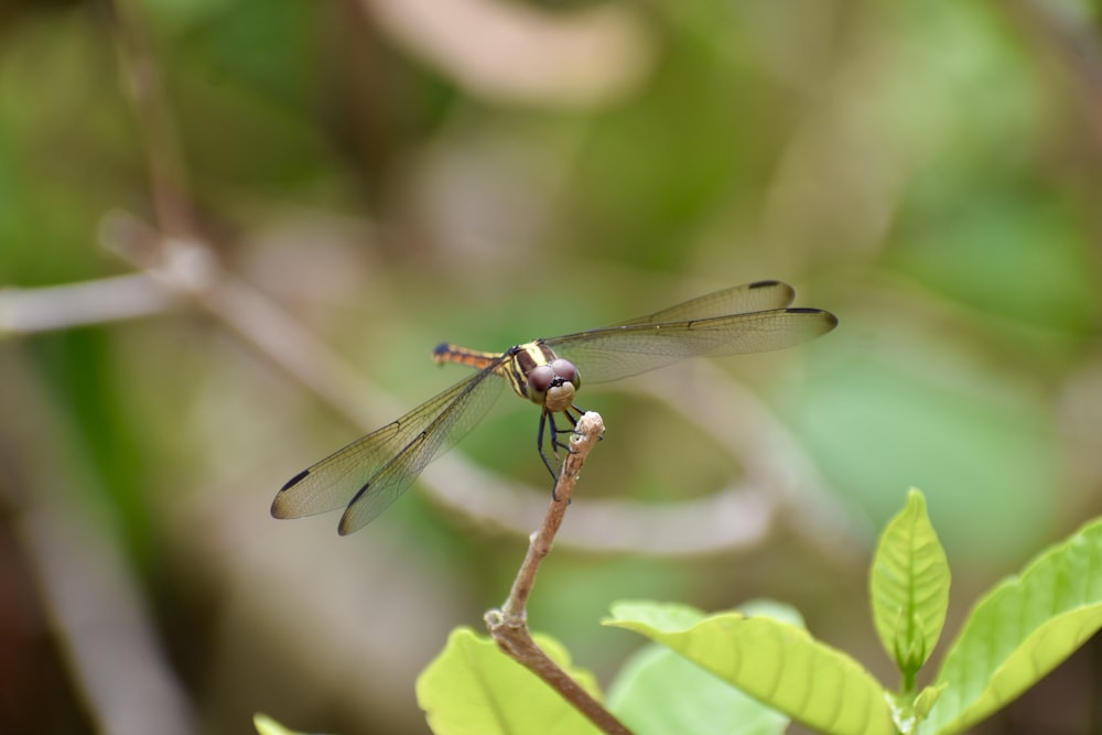 a dragonfly sitting on a branch with a blurry background