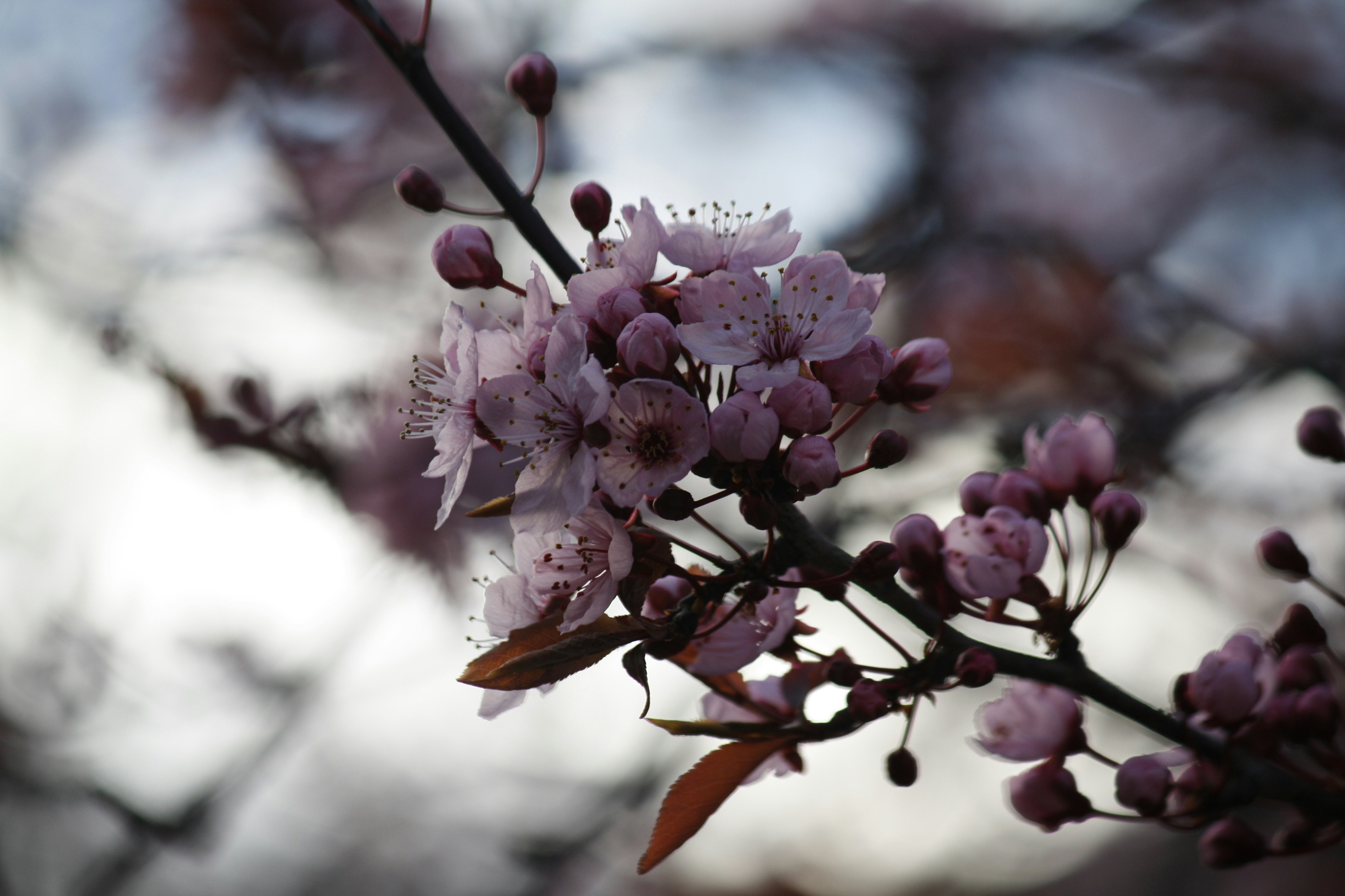 Photo by mikeware_tena