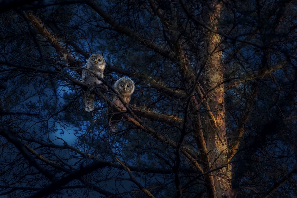 two owls sitting in a tree at night
