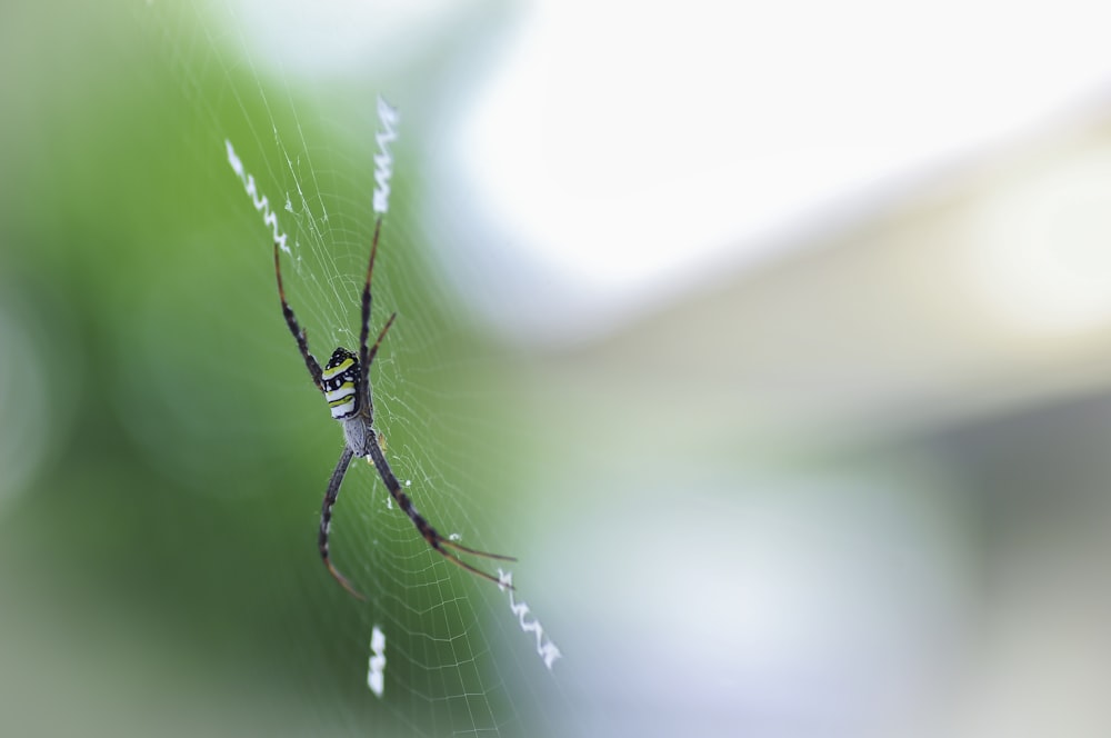 웹에서 거미의 클로즈업