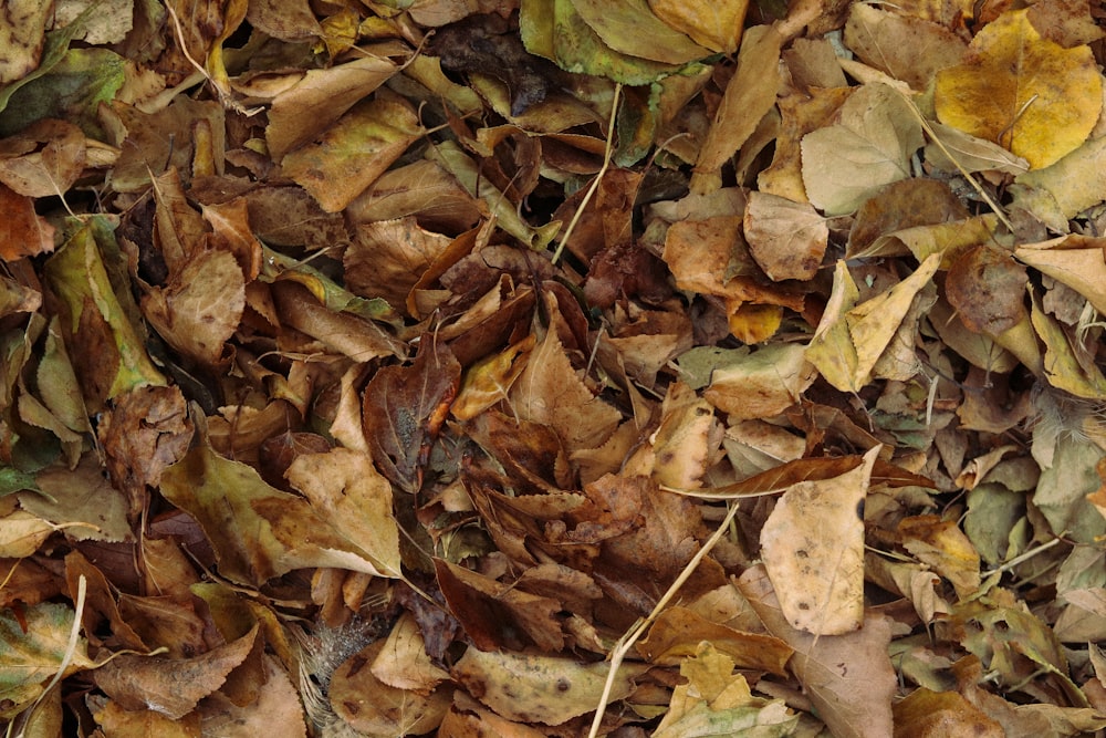 a pile of dry leaves on the ground