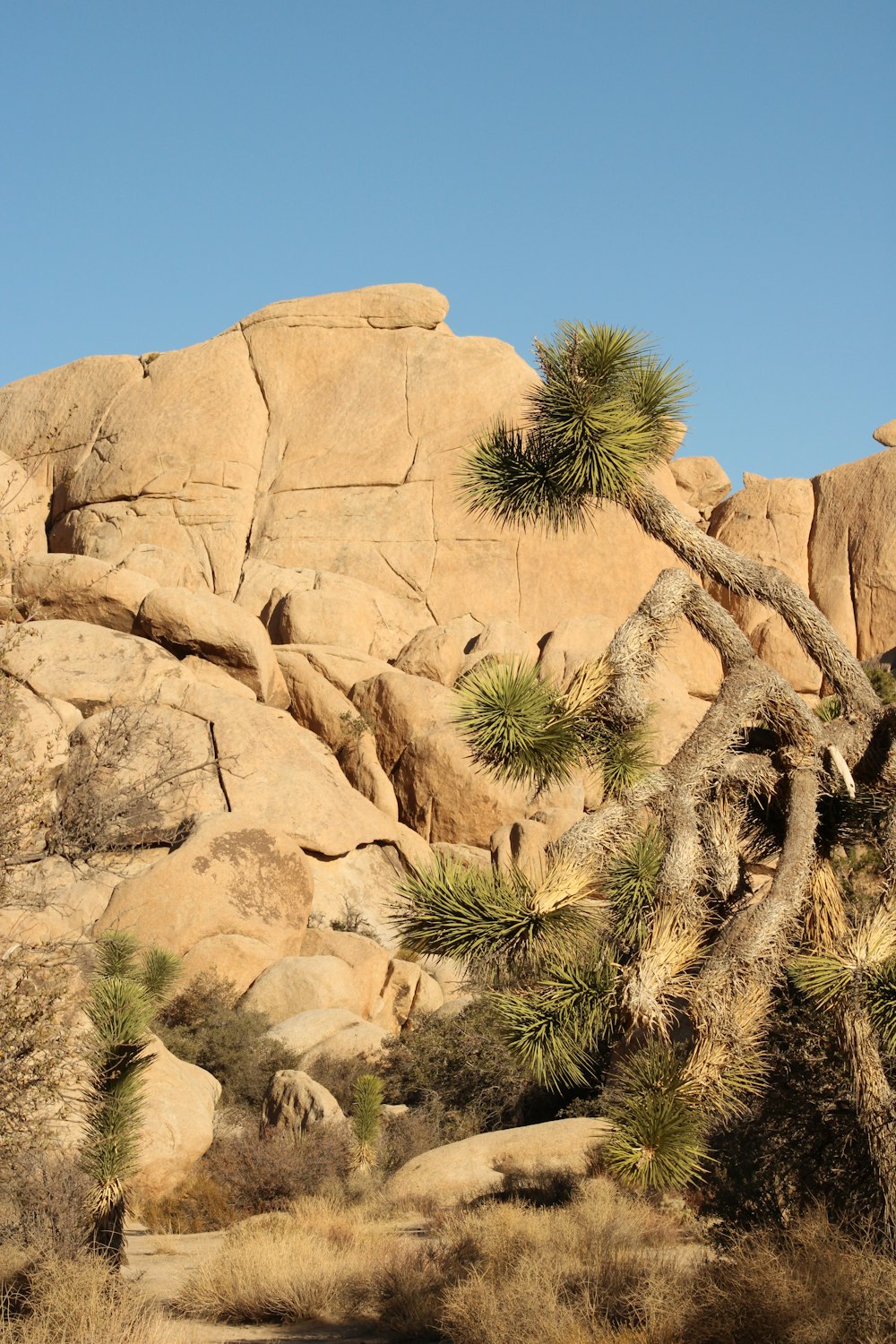 a large rock formation with a tree in the foreground