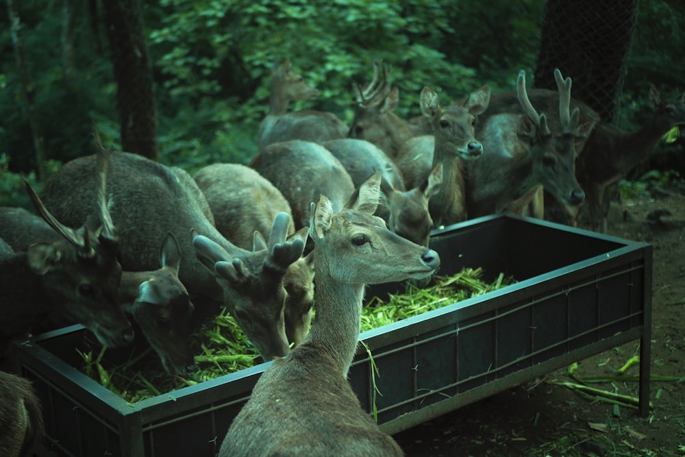 a herd of deer standing next to each other in a forest