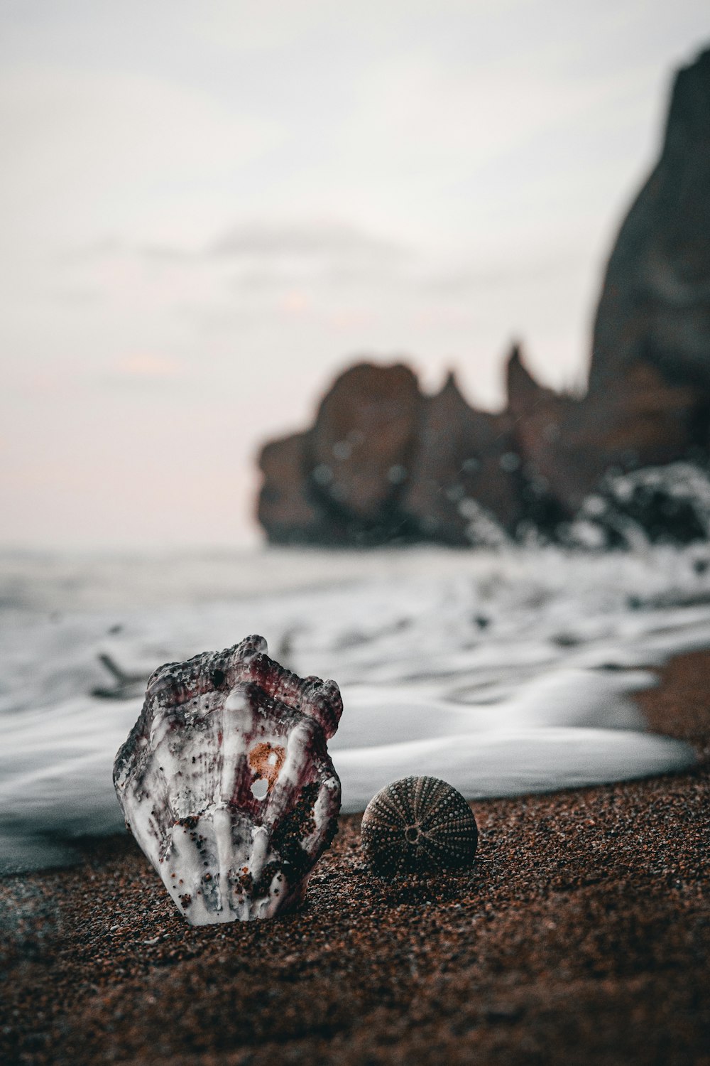 a close up of a dog lying on a beach