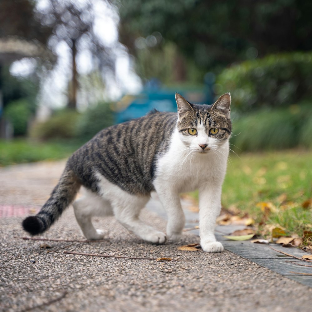 a gray and white cat walking across a street