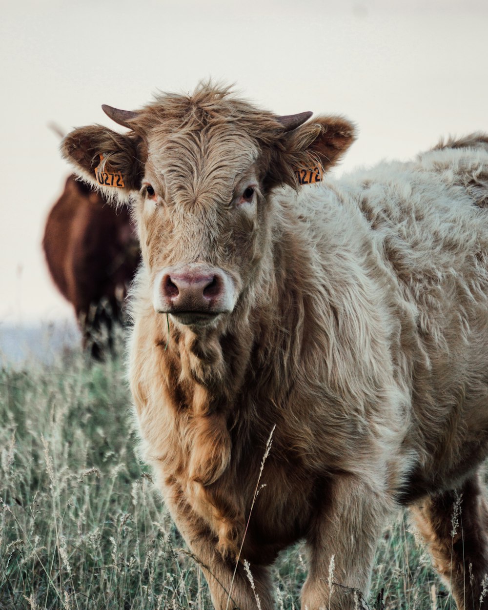 a close up of a cow in a field of grass