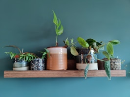 A set of colorful breathable pots displayed on a rustic wooden shelf with trailing pothos plants.