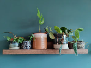 Unglazed clay pots arranged on a rustic wooden shelf, each with different leafy plants.